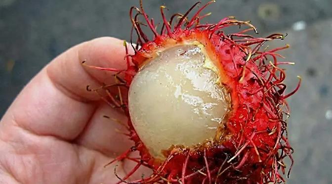 Ázsiai gázló (Centella asiatica)